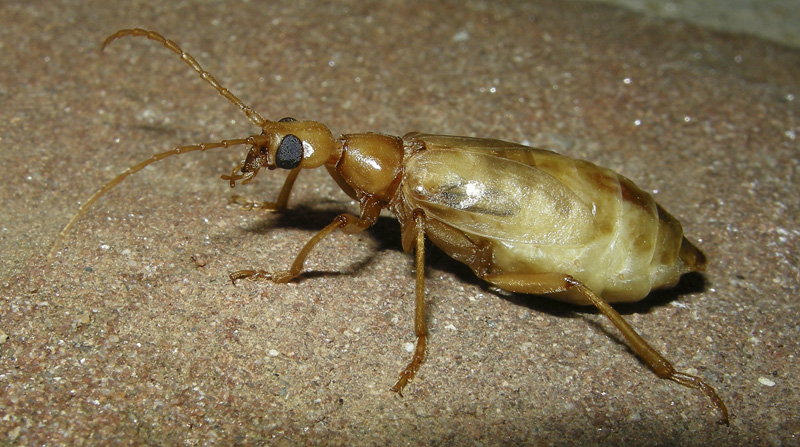 Che coleotteri sono?    Vesperus luridus (Vesperidae)